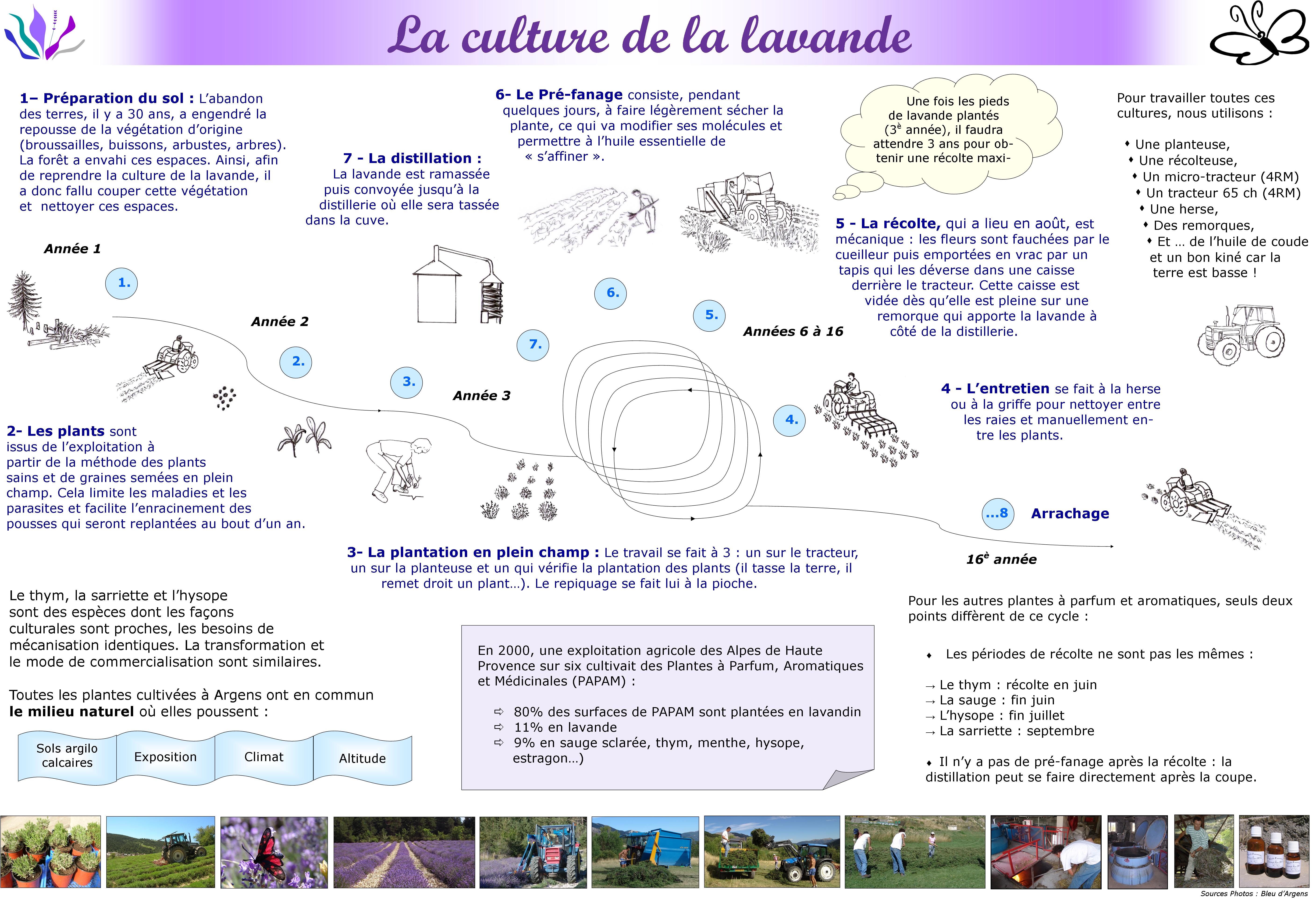 Le cycle de la lavande